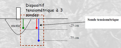 Une sonde est placée dans la motte, une seconde à l’extérieure et la troisième en profondeur. Le recoupement des mesures permet d’évaluer non seulement l’état d’humidité de la totalité de la fosse mais également le développement de l’enracinement de l’arbre