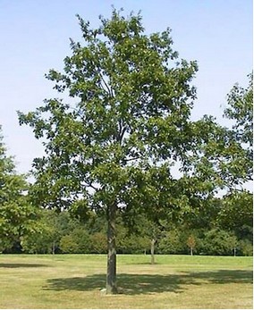 Le chêne chevelu
